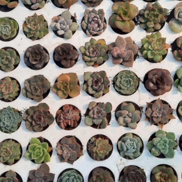 Sen đá mini, Combo cây sen đá mini LAFA GARDEN kích thước 2-4cm, nhiều màu sắc