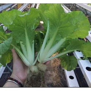 HẠT GIỐNG CẢI BẸ DÚN (CẢI DÚNG)THÁI LAN
