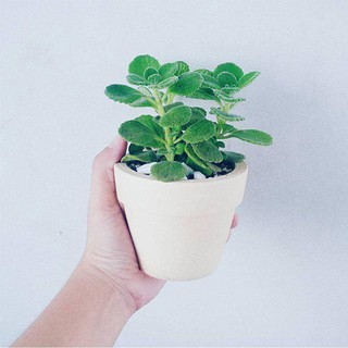 Full set: nhất mạt hương , Chậu gốm Bát Tràng