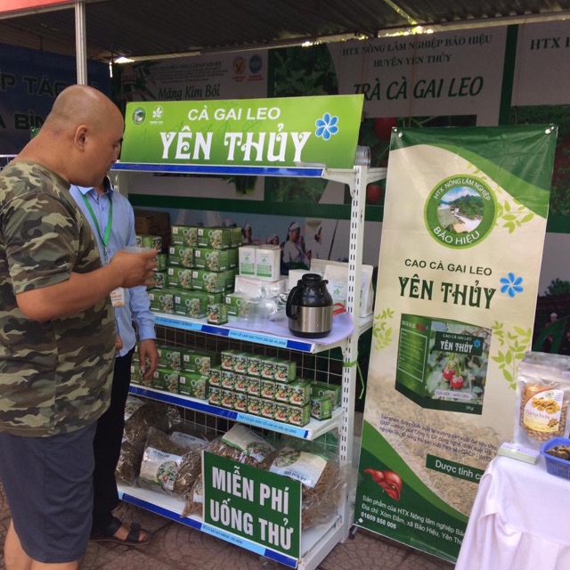 Trà túi lọc cà gai leo Hoà Bình 40 gói/hộp - có chứng nhận ATPVSTP