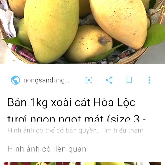Cây xoài cát hoà lộc