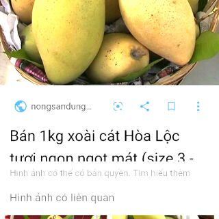 Cây xoài cát hoà lộc