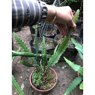 CÂY HOA NHẬT QUỲNH KÉP