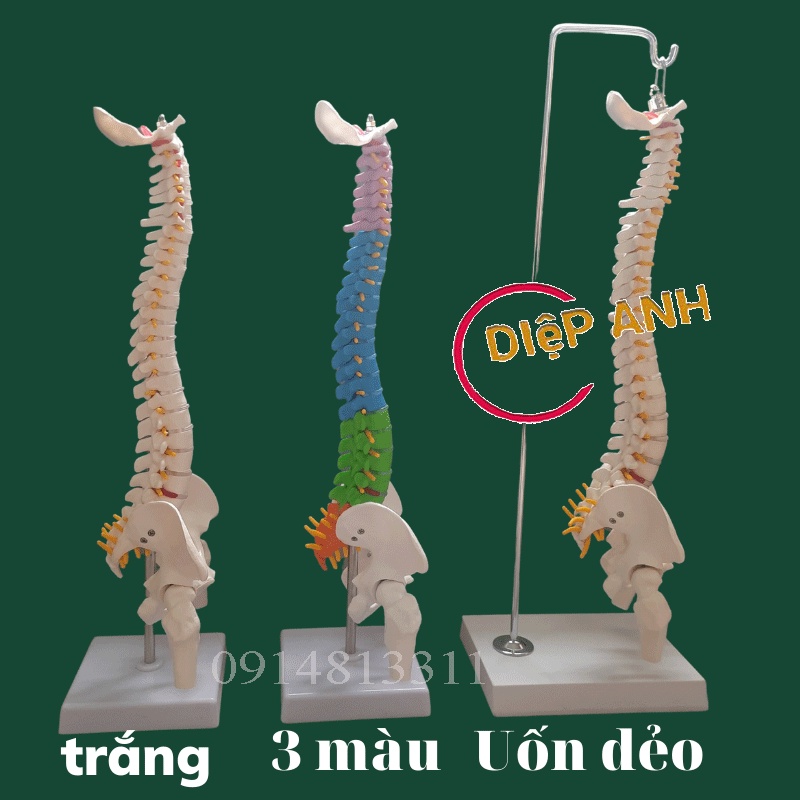 Mô hình xương cột sống cao 45cm- Mô hình giải phẫu cột sống