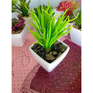 Cây mini để bàn(cây giả?