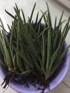 Giống cây nha đam Mỹ ( cây con )