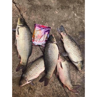 Mồi câu chép hạt sapham 500g