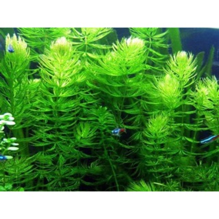 1KG Rong đuôi chồn 1 kg mấy trăm ngọn- Cây Thuỷ Sinh (Cao từ 15cm)