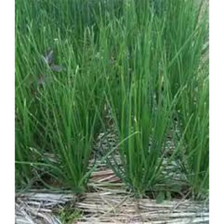 Hạt giống hẹ ta(10G)