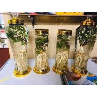 1kg Sâm đương quy tươi