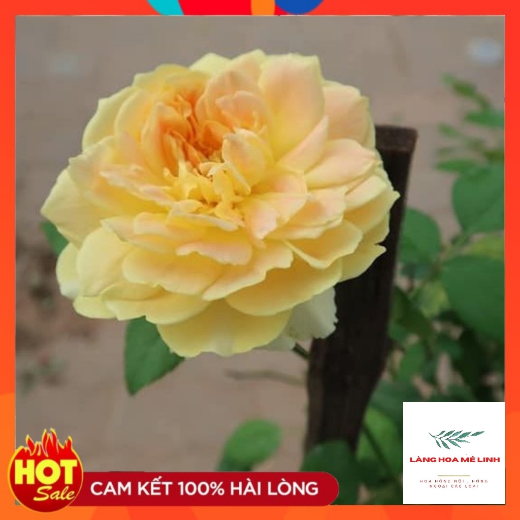 Hoa Hồng Ngoại (Bụi)  Molineux Rose màu Vàng [️ĐẸP NHẤT - SIÊU HOT️] - mùi hương mộc dược - sai hoa - dễ chăm