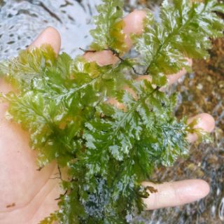 Dương xỉ lá nho ( 1 bụi như hình 100k)