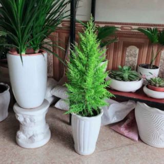Cây 🌲 Tùng Thơm