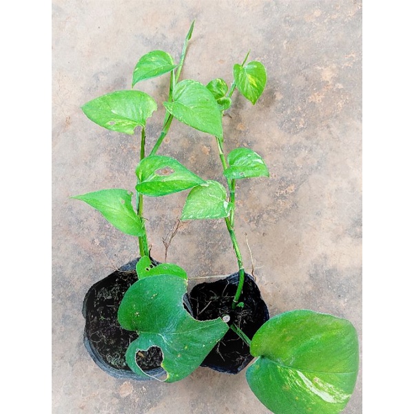 Cây trầu bà tỷ phú xanh và tím size vừa như hình 2