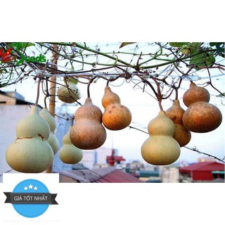 Gói 5 hạt giống bầu hồ lô