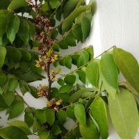 Cây 🌲 Khế ngọt.... thái ...1m5 đang trái