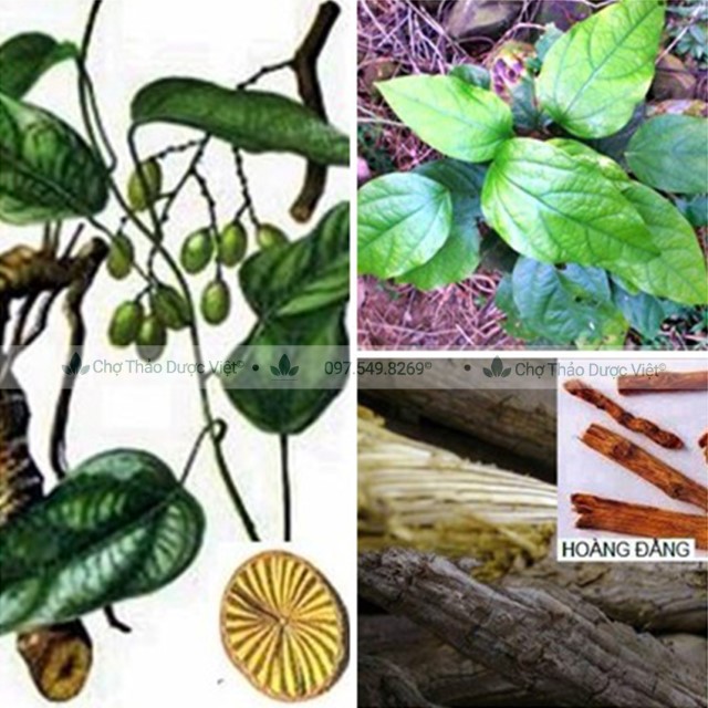 500g Hoàng Đằng