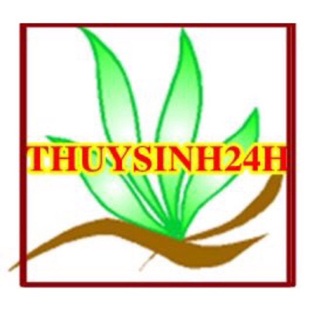 thuysinh24h