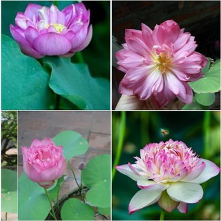 Hạt giống hoa sen bách diệp hoa tím - 1 gói 5 hạt