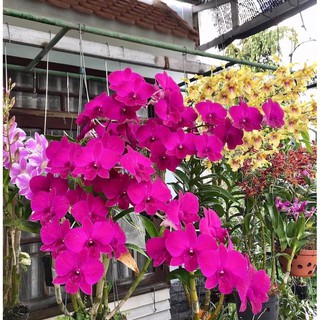 Hoa Lan Dendro Lai Hồ Điệp Tím Nhung Ánh Hồng - 1 chậu, hàng lá
