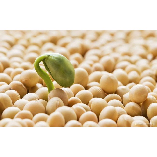 Mầm đậu nành Natrol Soy Isoflavones 50mg | BigBuy360 - bigbuy360.vn