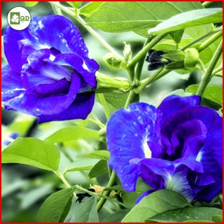 Hạt giống cây hoa đậu biếc chuẩn giống chất lượng cao (gói 100h) nhanh mọc mầm - QD32