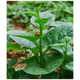 hạt giống rau mồng tơi gói 20gr