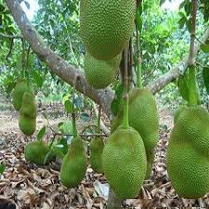 CÂY GIỐNG MÍT TỐ NỮ SIÊU QUẢ SIÊU NGỌT.CAM KẾT GIỐNG CHUẨN, BẢO HÀNH CHUẨN F1