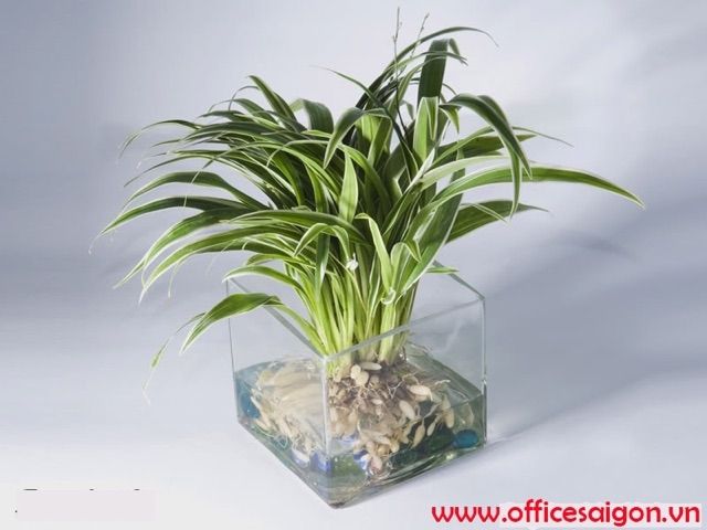 Cây cỏ lan chi lá ngắn - cây phong thủy