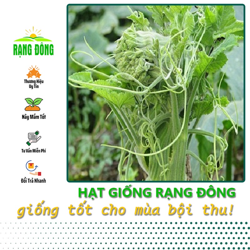 Hạt giống Bầu Siêu Ngọn, dễ trồng, ít chăm sóc, trồng được quanh năm (gói 5gr) - Hạt giống Rạng Đông
