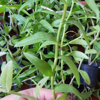 Dã Hạc 5CT Họng Hồng