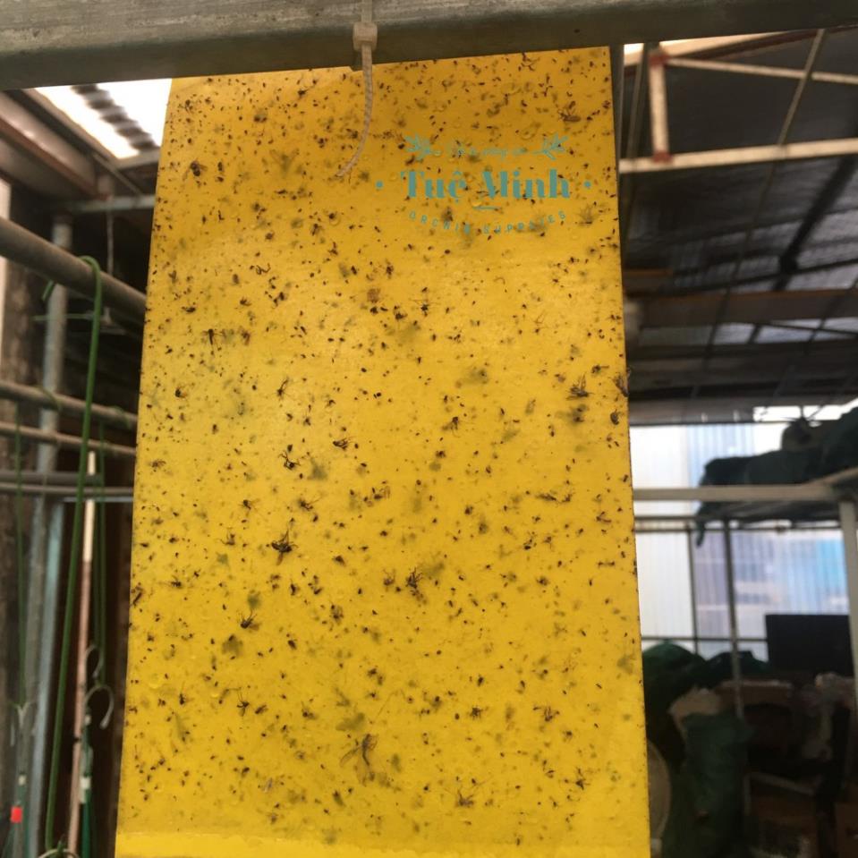 Miếng bẫy dính ruồi vàng, dính côn trùng 2 mặt siêu dính 20x25cm