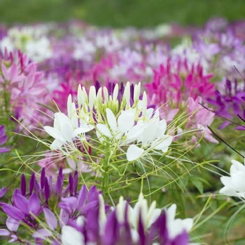 Hạt giống hoa hồng ri mix