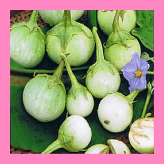 Gói 1 gam hạt giống cây cà dĩa da ếch