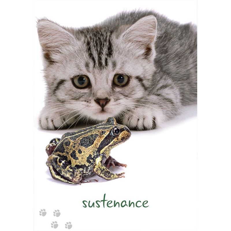 Bộ Bài Cat Wisdom Cards (Mystic House Tarot Shop) - Bài Gốc Authentic Chính Hãng 100%