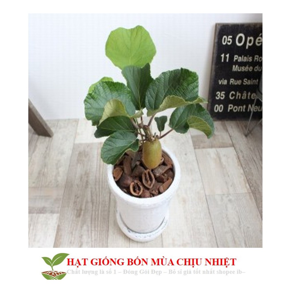 Hạt Giống Cây Kiwi nùn F1  -  - Giàu Vitamin,Bổ Dưỡng,Tốt Cho Da  KHUYẾN MẠI TẾT