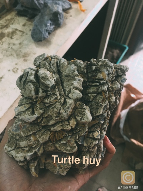 Đá da voi thuỷ sinh size 10-20cm (1KG)