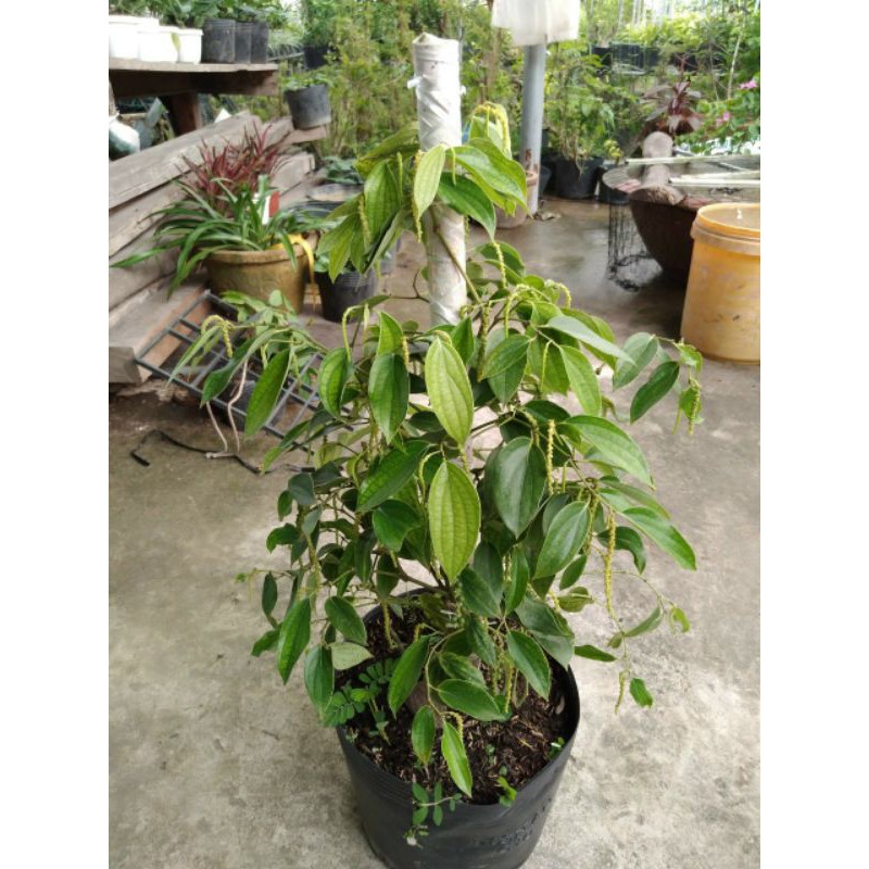 Cây 🌲 Tiêu Xanh Bình thuận