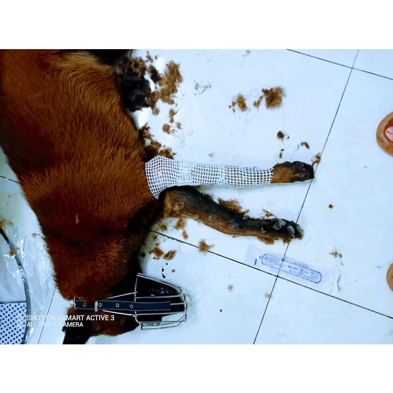 BĂNG BÓ BỘT DÀNH CHO CHÓ MÈO