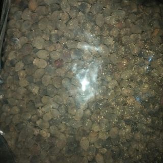 Sim rừng khô 200/1kg HSD 12 tháng