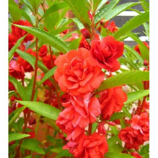 Hạt Giống Hoa Trà Phụng Tiên (gói 150 hạt, tặng phân)