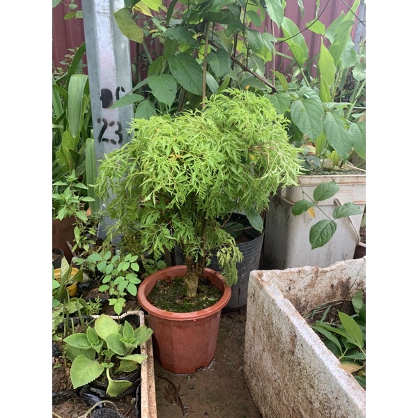 Cây Đinh lăng nếp lá nhỏ