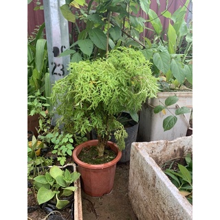Cây Đinh lăng nếp lá nhỏ