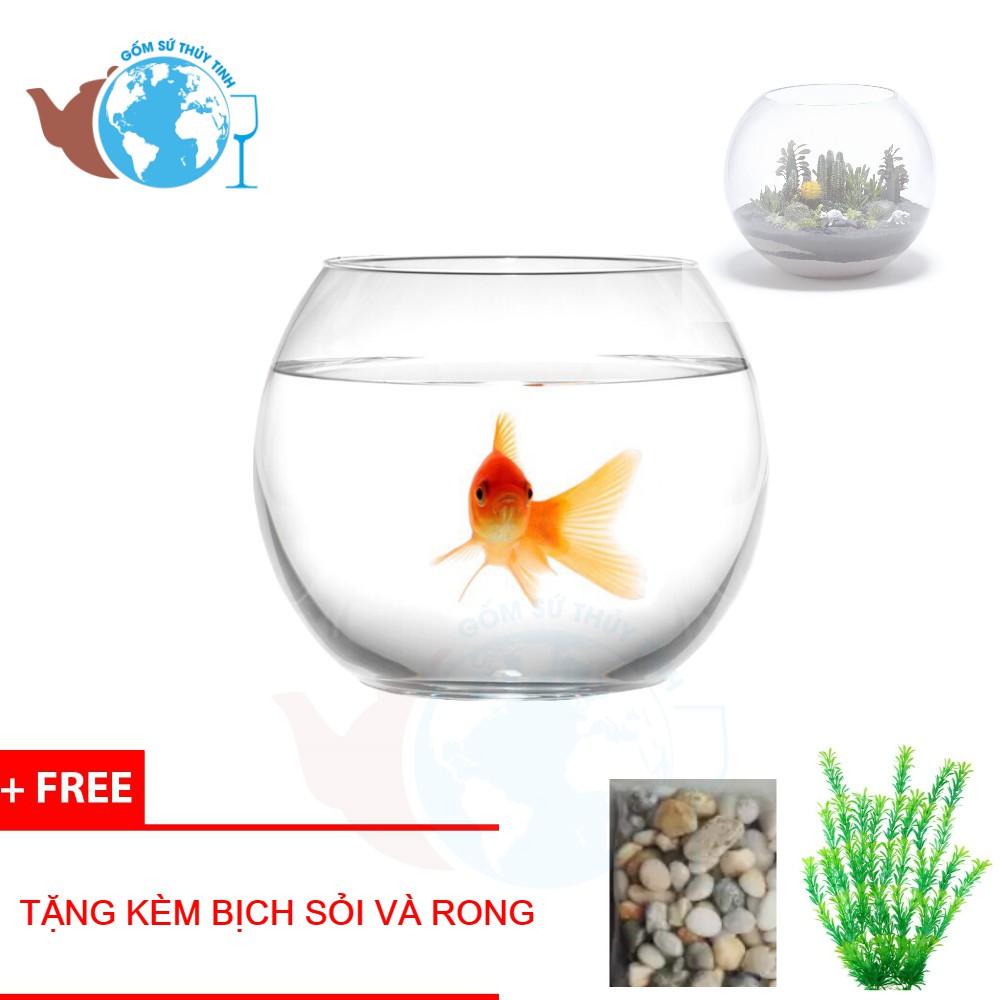 T07 Hồ Cá Thuỷ Tinh Bầu Bể Cá D10cm x H8cm