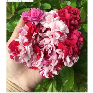 50H - HẠT GIỐNG HOA MÓNG TAY KÉP