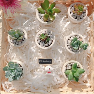 Sen đá mini kèm chậu đất nung trắng 5x5cm - Sen đá văn phòng, trang trí văn phòng nhà cửa đời sống