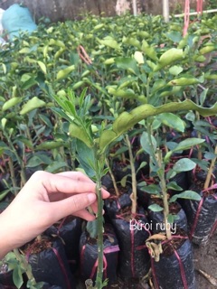 Bưởi ruby thái lan nhập 100%