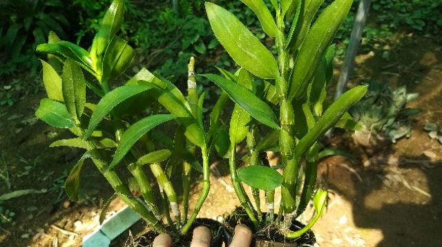 Dendro mùa xuân chậu trưởng thành nhiều thân. Hoa màu ngẫu nhiên cây trồng thuần khí hậu Việt Nam