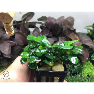 Cây thủy sinh Nana Petite Thái (Lá Tròn)
