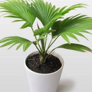 Cây cọ cảnh